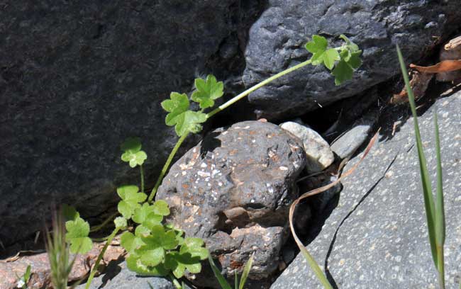 Bowlesia incana, Hoary Bowlesia, Southwest Desert Flora